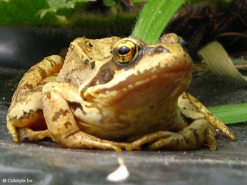 Grasfrosch