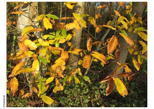 Herbst im Wald