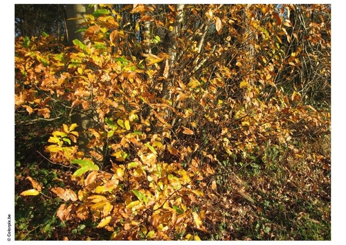 Herbst im Wald