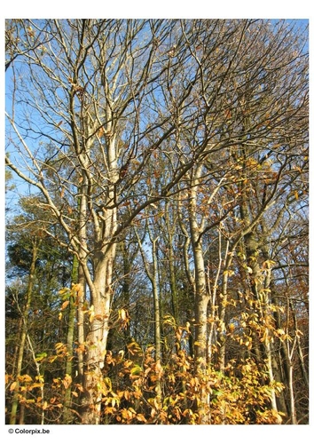 Herbstbäume