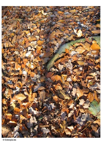 Herbstblätter