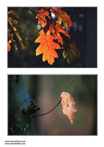 Herbstblätter