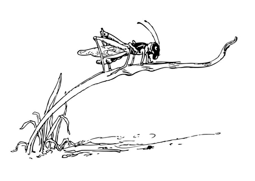 Heuschrecke