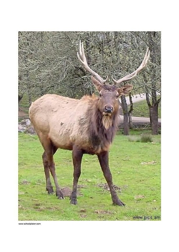 Hirsch 2