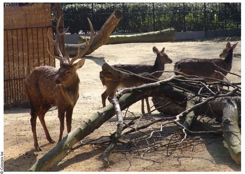 Hirsch und Hirschkuh