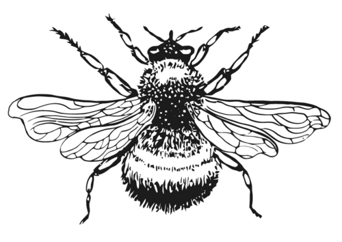 Hummel