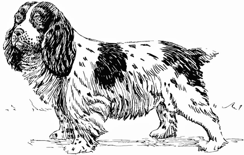 Malvorlage  Hund - Spaniel