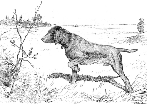 Jagdhund