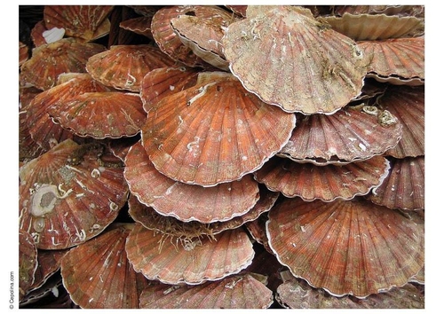 Jakobsmuscheln