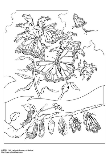 Königsschmetterling