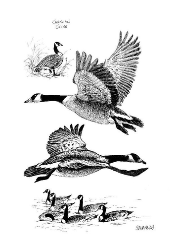 Kanadische Gänse