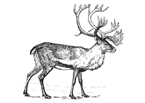 Karibu