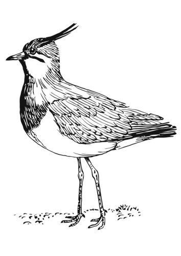 Malvorlage  Kiebitz