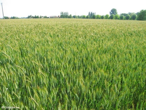 Kornfeld