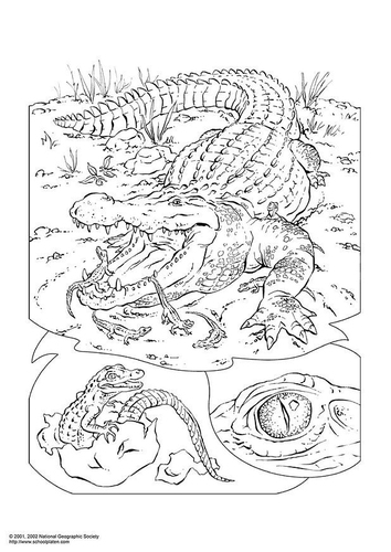 Krokodil