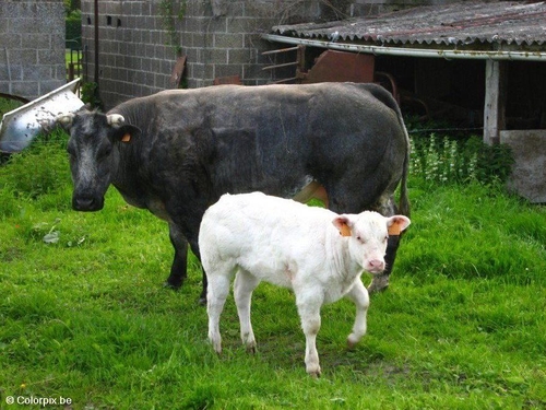 Kuh und Kalb