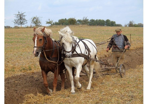 Foto Landwirt