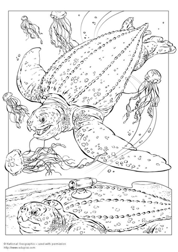 Lederschildkröte