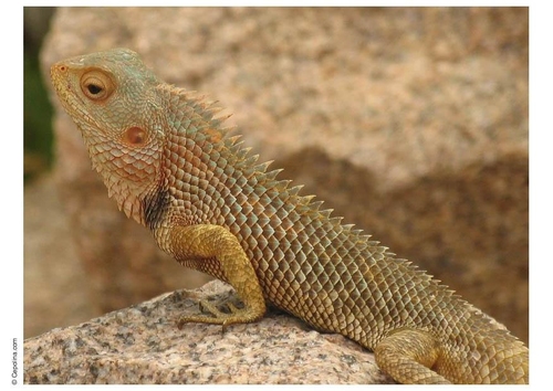 Leguane