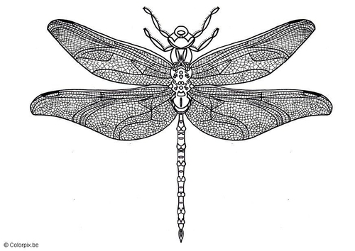 Libelle