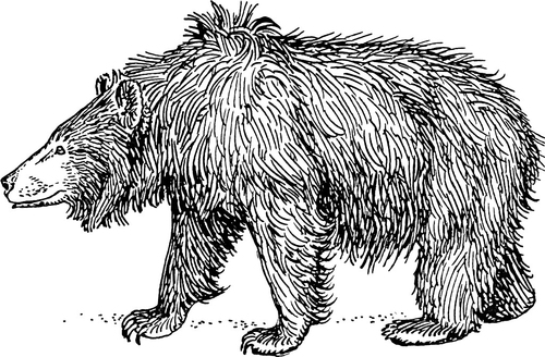 Malvorlage  Lippenbär