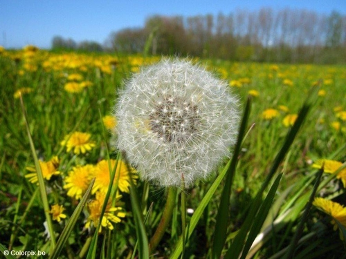 Foto Löwenzahn 4