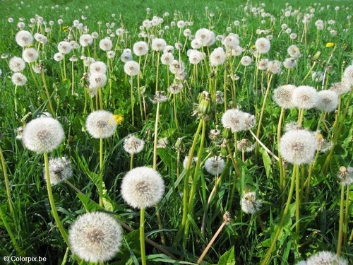 Foto Löwenzahn 6