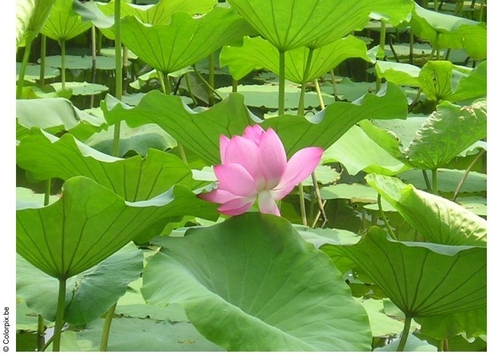 Foto Lotusblüte