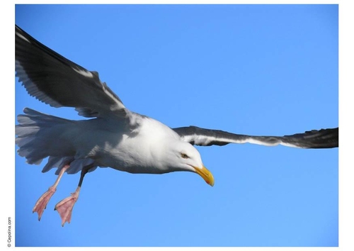 Möwe