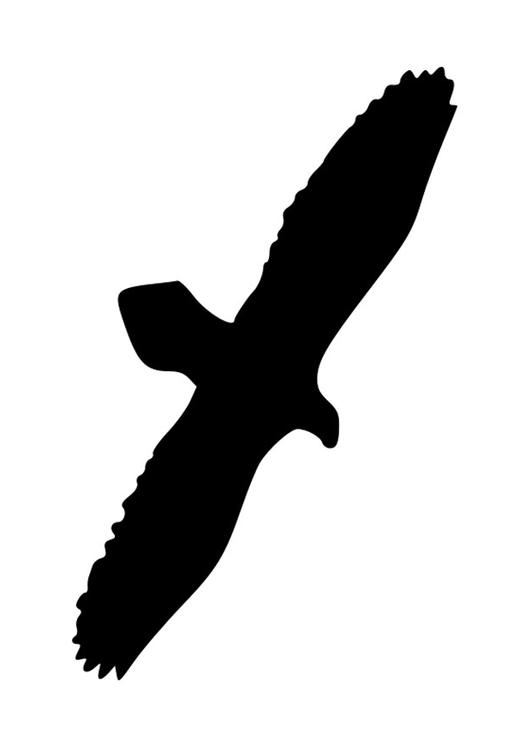 Adler Silhuette