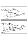 Malvorlagen Alligatorkrokodil
