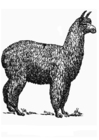 Malvorlagen Alpaca