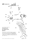 Malvorlagen amerikanischer Seeadler