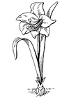 Malvorlagen Blume - Amaryllis