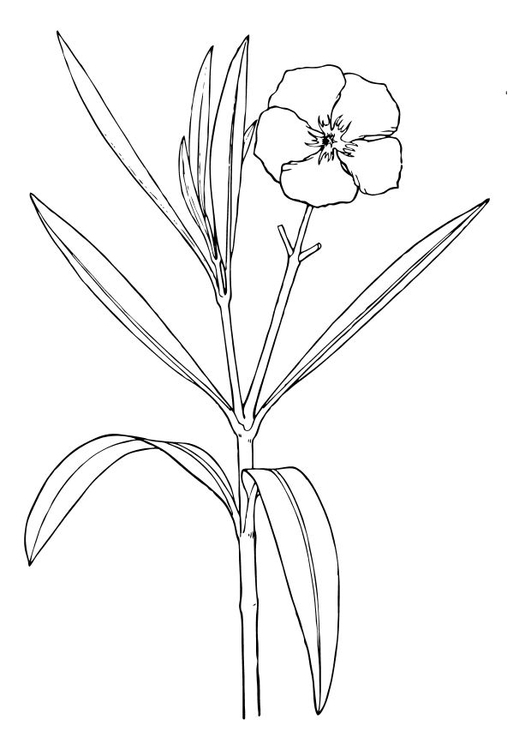 Malvorlage  Blume - Oleander
