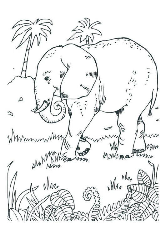 Malvorlage  Elefant