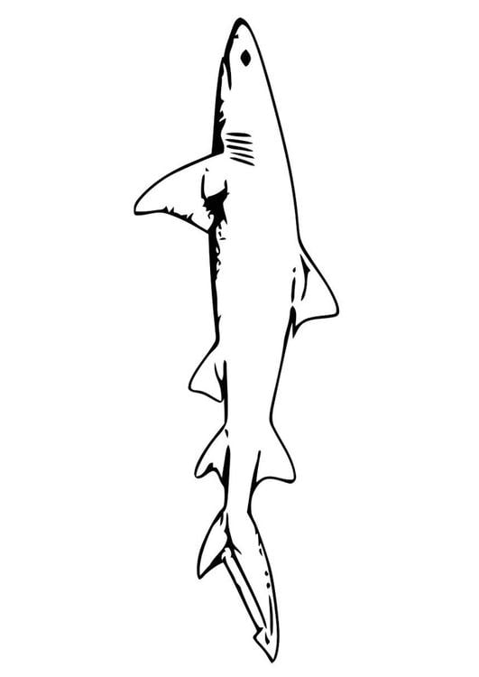 Fisch - Hai