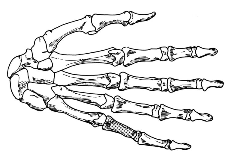 Malvorlage  Hand - Skelett