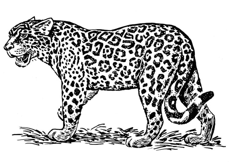 Malvorlage  Jaguar
