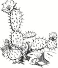 Malvorlagen Kaktus
