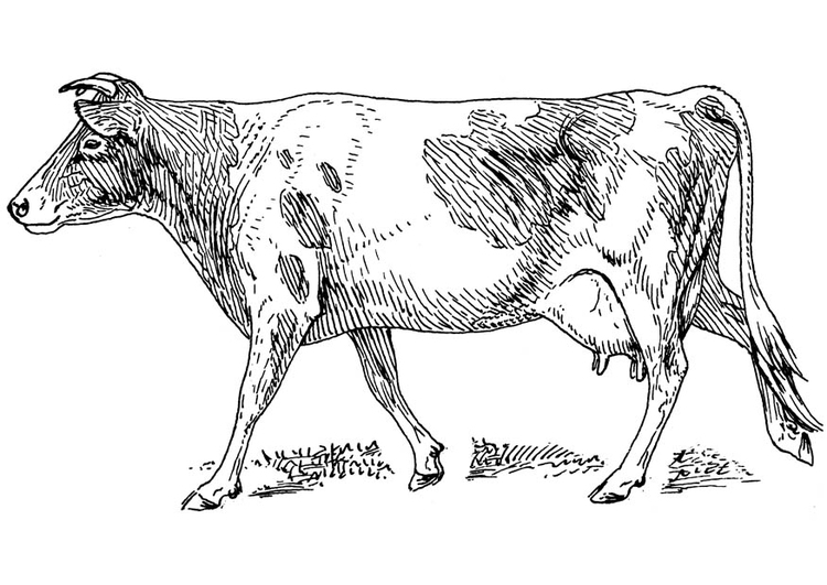 malvorlage kuh  ausmalbild 16623