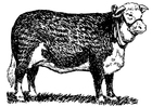 Malvorlagen Kuh - Hereford