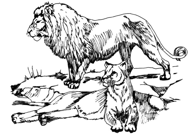 ausmalbilder löwenfamilie