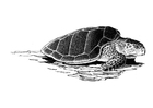 Malvorlagen Meeresschildkröte