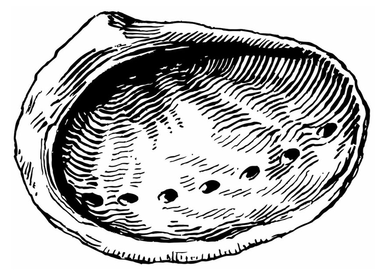 Malvorlage  Muschel - Seeohr
