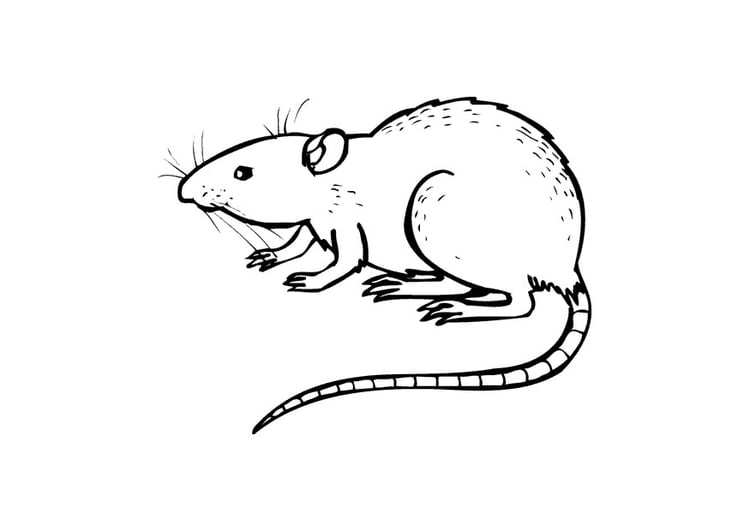 Malvorlage  Ratte