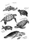 Malvorlagen Schildkröten