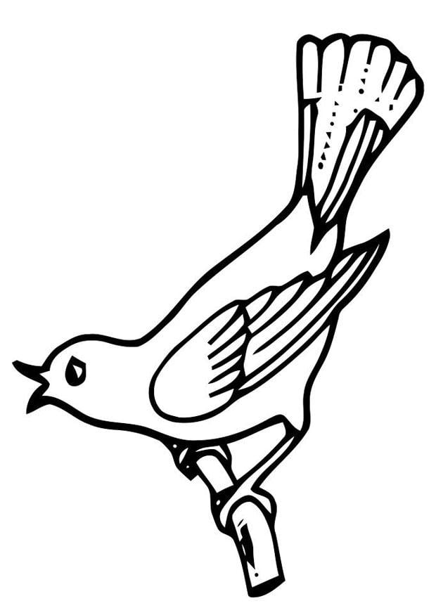 malvorlage singender vogel  ausmalbild 19461