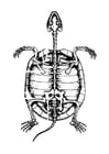 Skelet einer Schildkröte