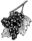 Malvorlagen Weintrauben